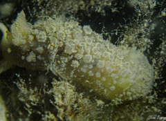 Doris ocelligera