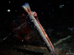 Tubulanus superbus