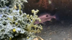Lutjanus russellii