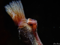 Tubulanus superbus