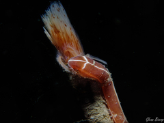Tubulanus superbus