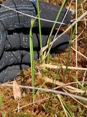 Carex pauciflora