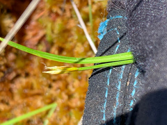 Carex pauciflora