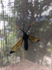 Isanthrene incendiaria