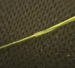 Muhlenbergia arenacea