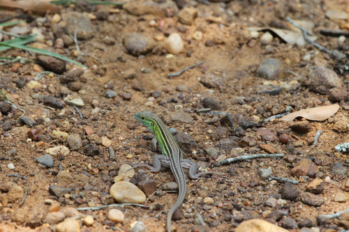 Aspidoscelis sexlineatus