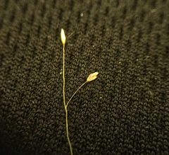 Muhlenbergia arenacea