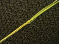 Muhlenbergia arenacea