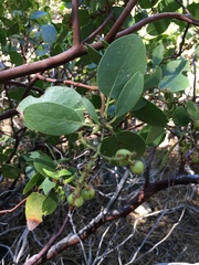 Arctostaphylos patula