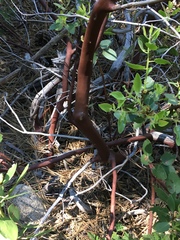 Arctostaphylos patula