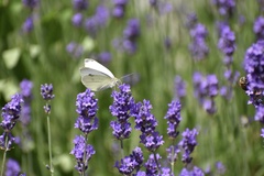 Pieris rapae