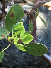 Arctostaphylos patula