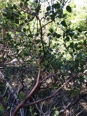 Arctostaphylos patula