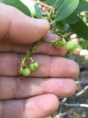 Arctostaphylos patula
