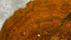 Coriolopsis glabrorigens