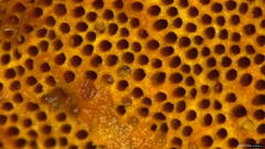 Coriolopsis glabrorigens