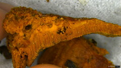 Coriolopsis glabrorigens