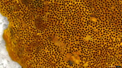 Coriolopsis glabrorigens