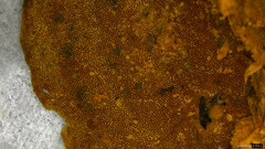 Coriolopsis glabrorigens