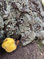 Piptoporus australiensis