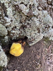 Piptoporus australiensis