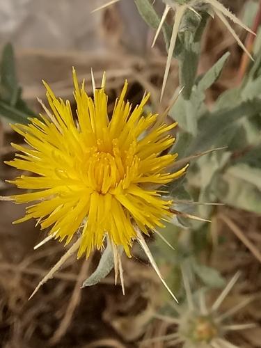 Centaurea image