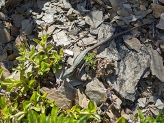 Takydromus hsuehshanensis
