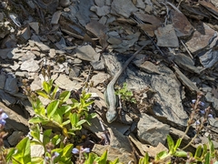 Takydromus hsuehshanensis