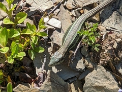Takydromus hsuehshanensis