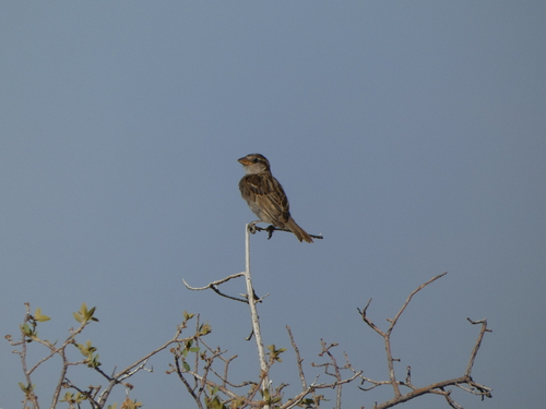 House Sparrow photographed in New Mexico