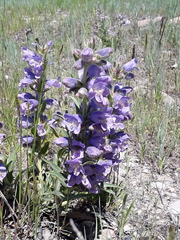 Penstemon eriantherus redactus
