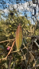 Kielmeyera rubriflora