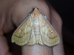 Anarmodia