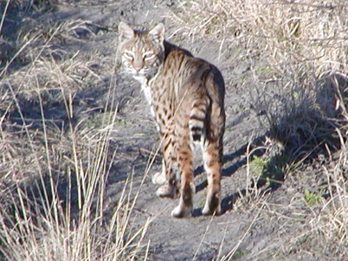 Lynx rufus