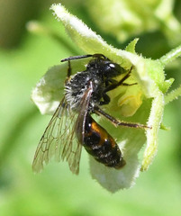 Andrena florea