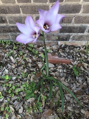 Zephyranthes robusta
