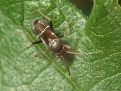 Pilophorus perplexus