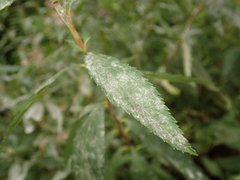 Podosphaera spiraeae