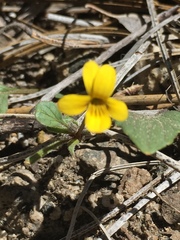 Viola purpurea
