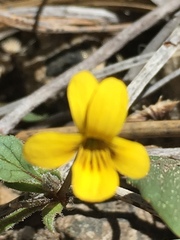 Viola purpurea