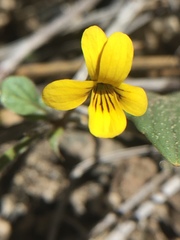 Viola purpurea