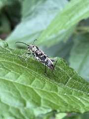 Xylotrechus atronotatus