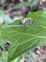 Xylotrechus atronotatus