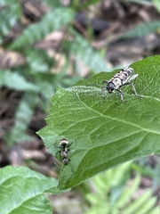 Xylotrechus atronotatus