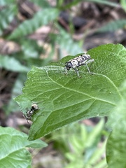 Xylotrechus atronotatus