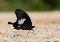 Papilio prexaspes