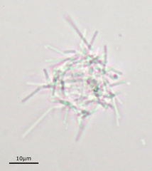 Pseudanabaena
