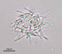 Pseudanabaena