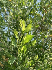 Baccharis halimifolia