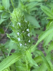 Dracocephalum parviflorum
